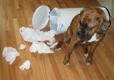 A brown brindle Boxer is sitting next to downed trash can with all the trash spilled out of it onto the floor