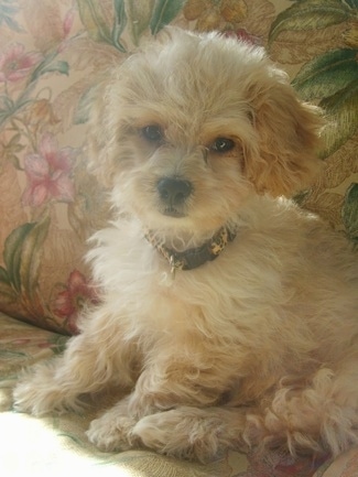 Lorenzo the cream Engachon puppy is sitting on a floral print couch in front of matching couch pillows