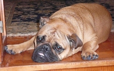 Tucker the English Bulldog laying down half on a rug and half on a hardwood floor in front of a staircase