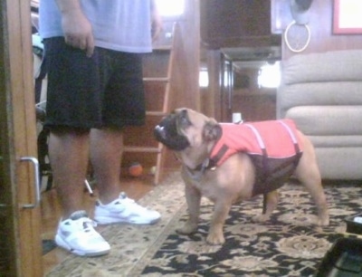 Tucker the English Bulldog wearing a life jacket inside of a house boat with his mouth open and looking up to the person standing in front of him