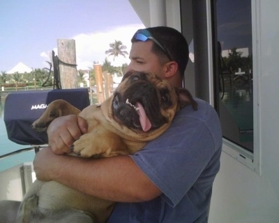 Tucker the English Bulldog in the arms of a person on a boat