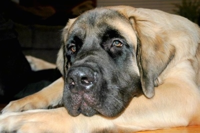 Close up upper body shot from the side - A tan with black English Mastiff is laying on a hardwood floor looking relaxed and sleepy.