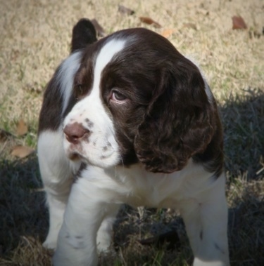 Winston, an English Springer Spaniel puppy at 2 months old