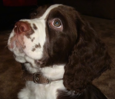 Spaniels Puppies