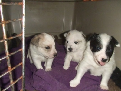 Fancy, Buttercup and Spot the Eskijack puppies are sitting on a purple towel in a dog carrying crate with the door open.