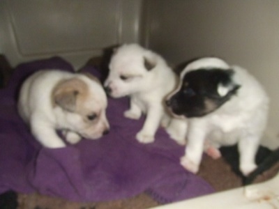 Fancy, Buttercup and Spot the Eskijack Puppies are in a dog carrying crate. Spot and Buttercup are looking at fancy