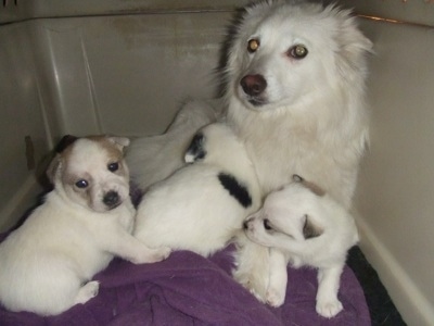 Fancy, Buttercup and Spot the Eskijack puppies are laying on a purple towel. They are sitting in front of there pure white mother Misty the American Eskimo