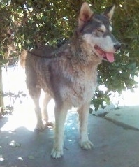 Sami the gray and white Eurasian Spitz is standing outside. There is are hanging leaves behind it. His mouth is open, tongue is out and eyes are closed. It looks like he is smiling