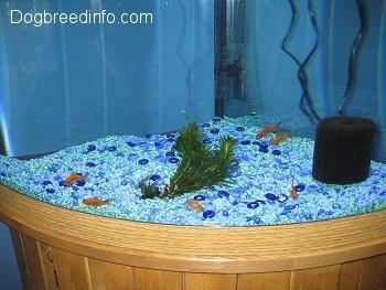 There are six goldfish swimming at the bottom of the blue graveled aquarium