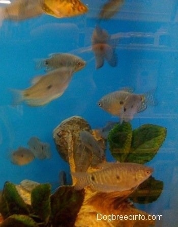 Blue and Golden Gouramis are swimming in a circle over top of an underwater log with leaves on it