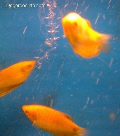 Three Golden Gouramis. One is swimming to the left, one is swimming to the left and another is swimming to the most forward glass pane