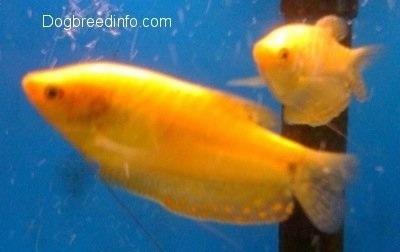 Close Up - Two Golden Gouramis are swimming to the left of a filter