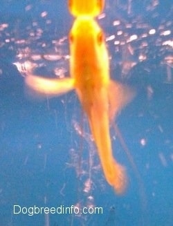 Close Up front shot - A Golden Gourami is swimming to the top of water in a tank