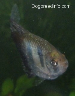 Close Up - Black Tetra with white spots on it is swimming up towards the top of an aquarium