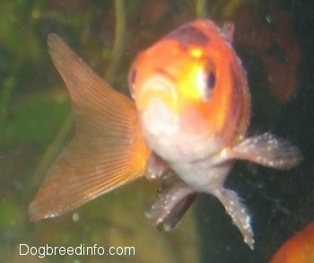 Close Up - A Goldfish with white spots all over it