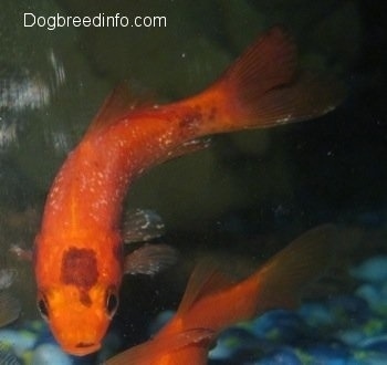 An orange with black goldfish has white spots all over it,