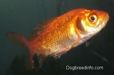 Close Up - A Goldfish with white spots all over it is swimming to the right