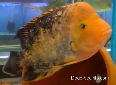 Close Up - A large orange and black midas cichlid fish is swimming in front of a pot inside of a large fish tank.