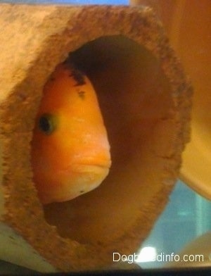 A large orange and black midas cichlid fish is peeking out of a pipr enclosure