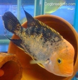 A large orange and black midas cichlid fish is swimming in front of a pot and there is another midas cichlis in a pipe enclosure