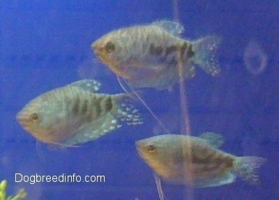 Three Opaline Gouramis are swimming to the left