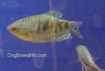An Opaline Gourami is swimming to the left. Another Opaline Gourami is swimming to the back of the tank.