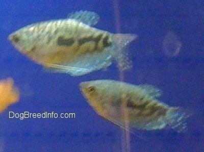 Two Opaline Gouramis are swimming to the left