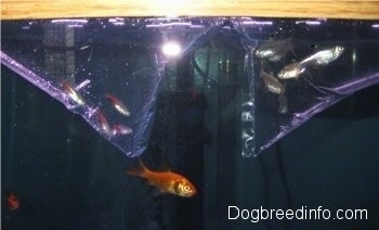 Goldfish and feeder fish are swimming in a tank