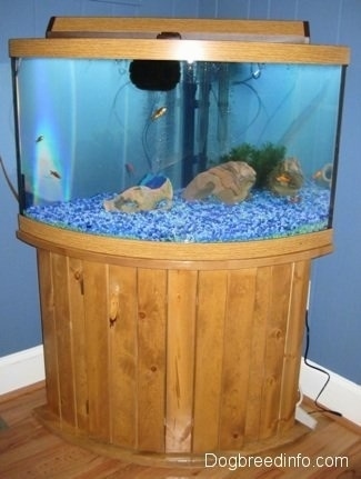 goldfish tank pictures. already established tank