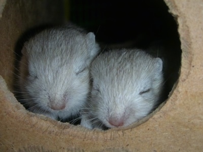 gerbils images