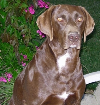 "This is a picture of our Chocolate Lab and German Short Hair Pointer.