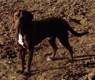 german shorthaired pointer. Jock, the German Shorthaired