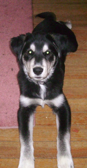 A black with white and tan Goberian is laying on a hardwood floor next to a pink rug and looking up