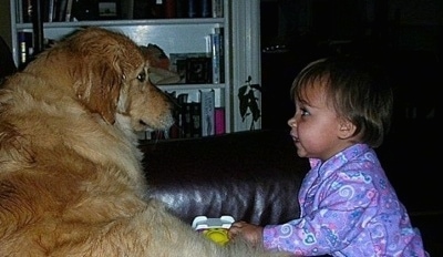 A Golden Retriever is sitting on a couch looking at a baby who is looking back at the dog. There is a book shelf next to them.