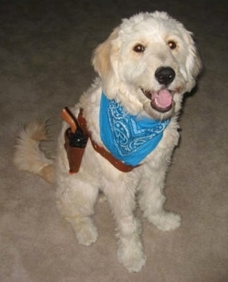 golden retriever mixed with a poodle. Golden Retriever / Poodle