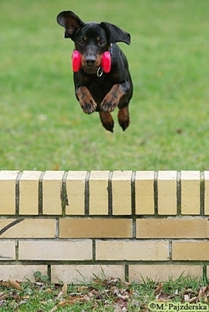 Action shot - A black and tan Polish Hunting dog is jumping in mid-air over a short brick wall. It has a pink dumbbell weight in its mouth