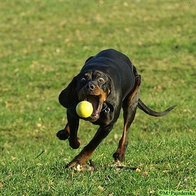 Action shot - A black and tan Polish Hunting dog is attempting to catch a tennis ball that is in mid-air. The dog has wild eyes.