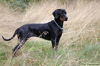A black and tan Polish Hunting dog is standing in a field of tall brown and green grass