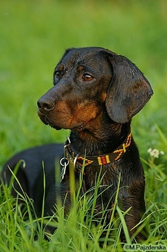 A wet black and tan Polish Hunting dog is laying in a field of tall grass
