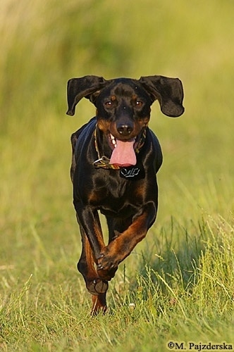 Action shot - A Polish Hunting dog is running through a feild of grass with its mouth open and tongue out and ears flopping up