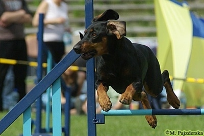 Action shot - A black and tan Polish Hunting dog is jumping over a light blue pole on an agilty course with people watching in the background.