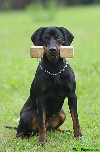 A Polish Hunting dog is sitting in a field and it has a wooden dumbbell weight in its mouth