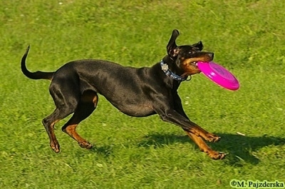 Action shot - A Polish Hunting dog is running to a stop. It has a pink frisbee in its mouth