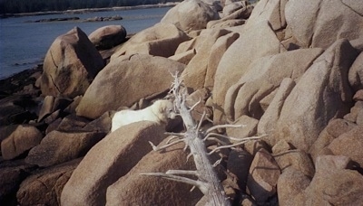 A Great Pyrenees is standing under a log and it is in the mist of large bolder type rocks at the edge of water.