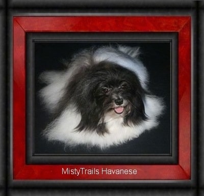A white with black Havanese is laying on a carpet. Its mouth is open and tongue is out. The frame of the image looks like a red and black picture frame