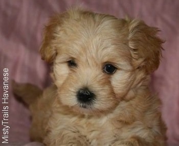 Close Up - A tan Havanese puppy is laying on a pink backdrop