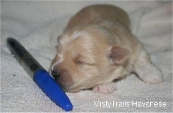 A white Havanese puppy is laying on a white towel and there is a blue Sharpie marker in front of it