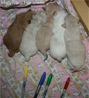 Five Havanese puppies are laying on a blanket. Four of them have colored Sharpie markers behind them