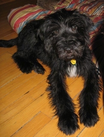 wheaten terrier mix puppies mixed breed pictures with bios 8 wheaten terrier mix puppies mixed breed pictures with bios 8