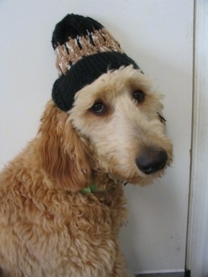 Close up upper body shot - A tan Irish Doodle is sitting in front of a door wearing a black with tan and white ski hat